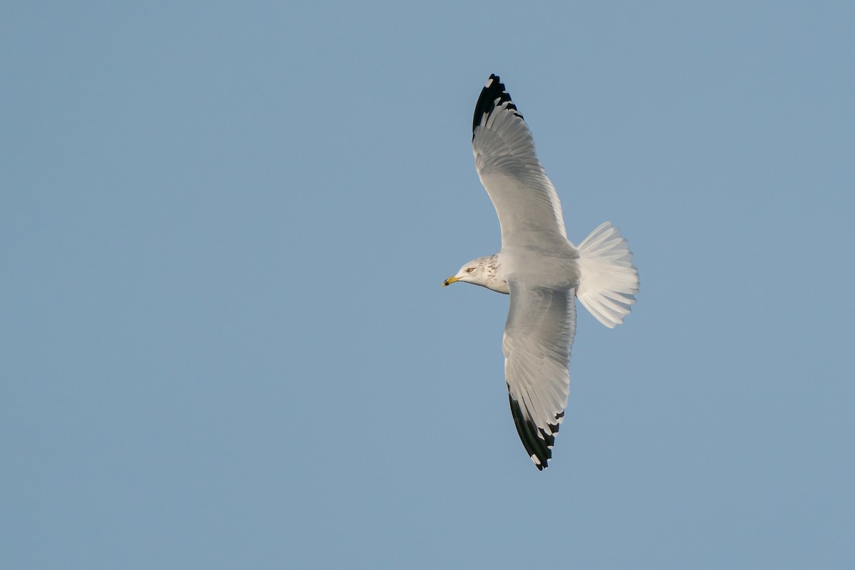 Ring-billed Gull - Ryan Sanderson