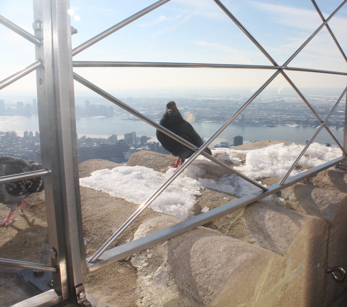 Rock Pigeon (Feral Pigeon) - ML196797011