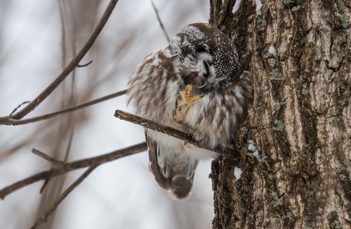 Boreal Owl - Simon Boivin