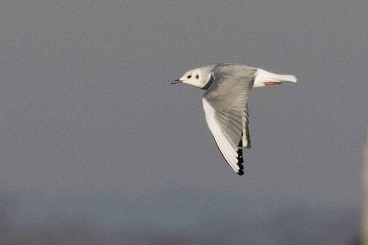 Bonaparte's Gull - ML196797741