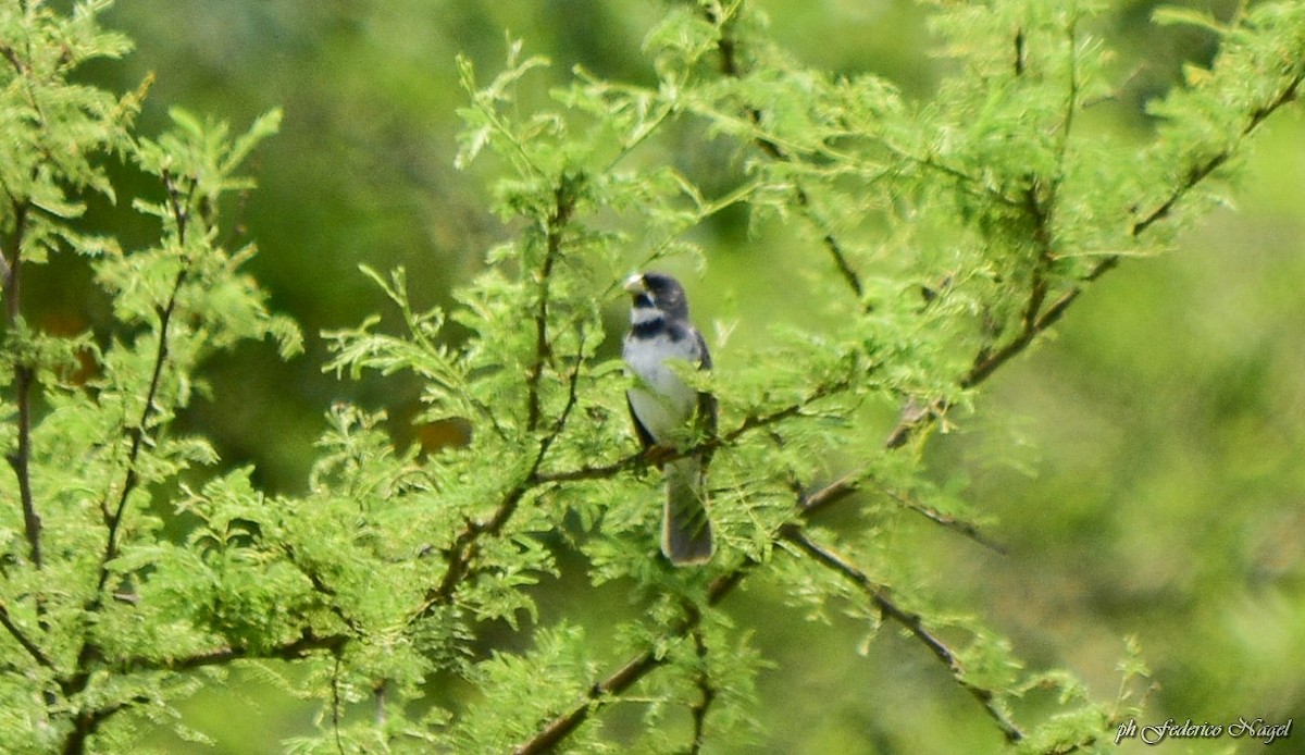 Double-collared Seedeater - ML196797811