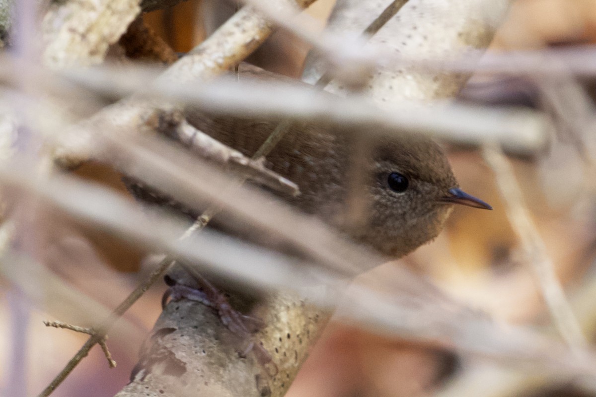 vintersmett - ML196797931