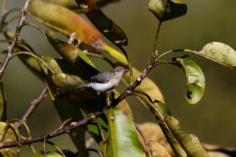 Tooth-billed Wren - Silvia Faustino Linhares