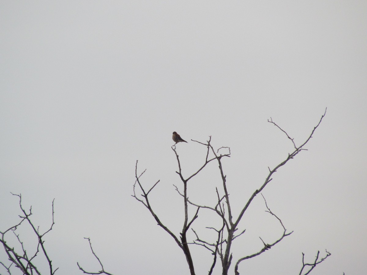 American Kestrel - ML196801861