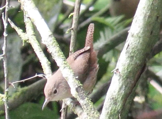 House Wren (Southern) - Barb Thomascall