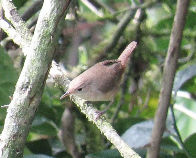 House Wren (Southern) - Barb Thomascall