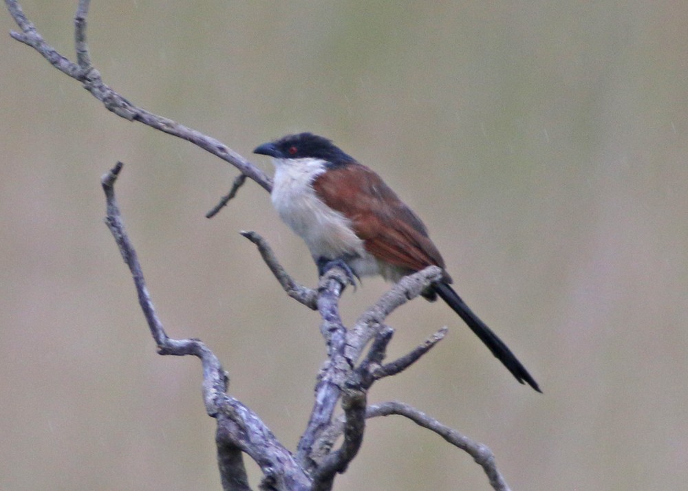 Senegal Coucal - Corey Finger