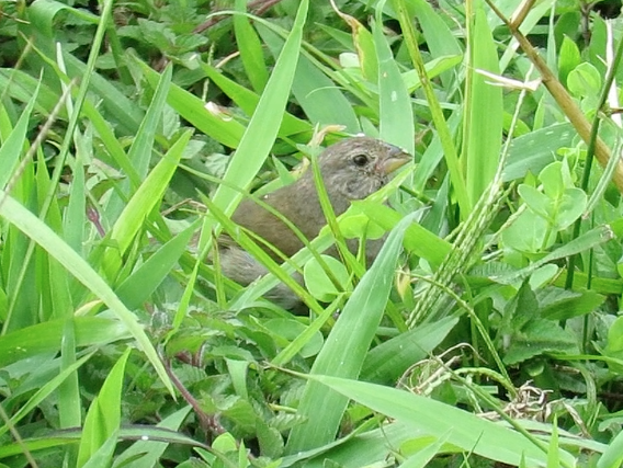 Variable Seedeater (Variable) - ML196804501