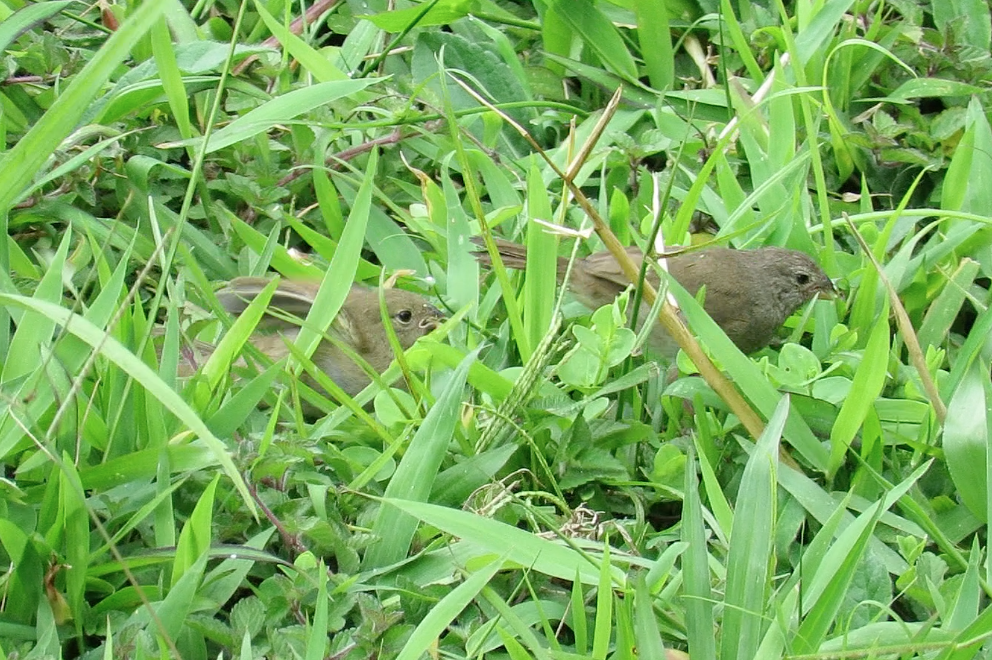 Variable Seedeater (Variable) - ML196804531