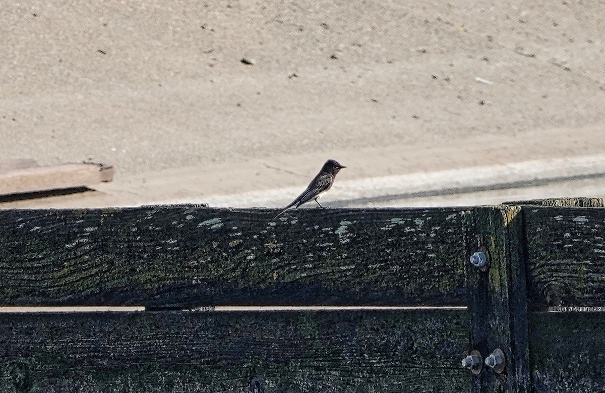 Black Phoebe - ML196804801