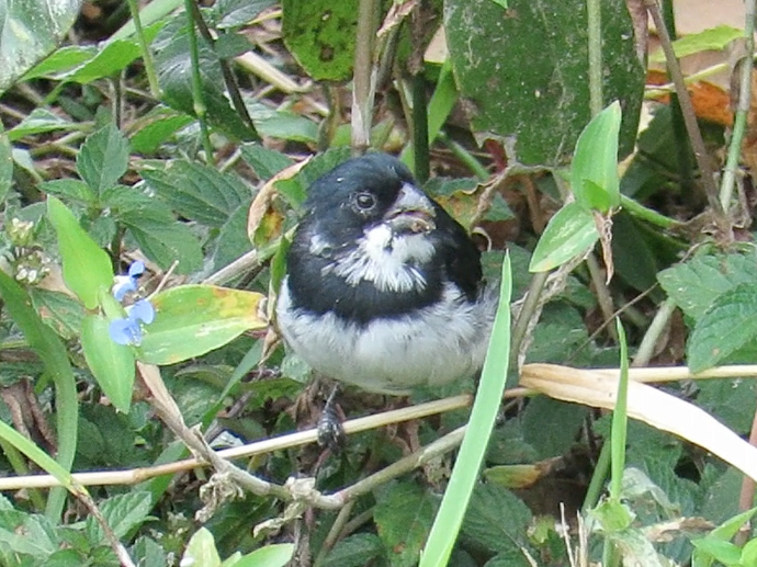 Variable Seedeater (Variable) - ML196804861
