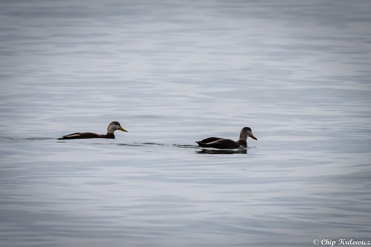 American Black Duck - Chip Krilowicz