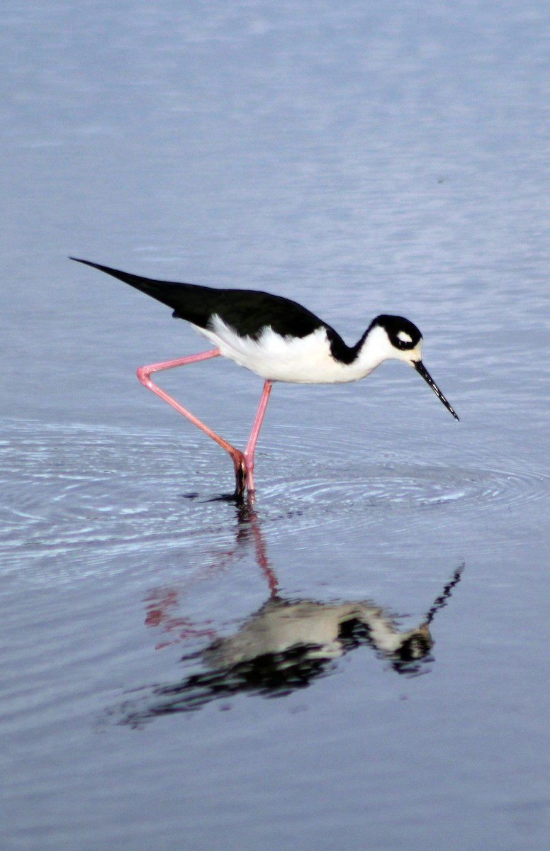 Black-necked Stilt - ML196808131