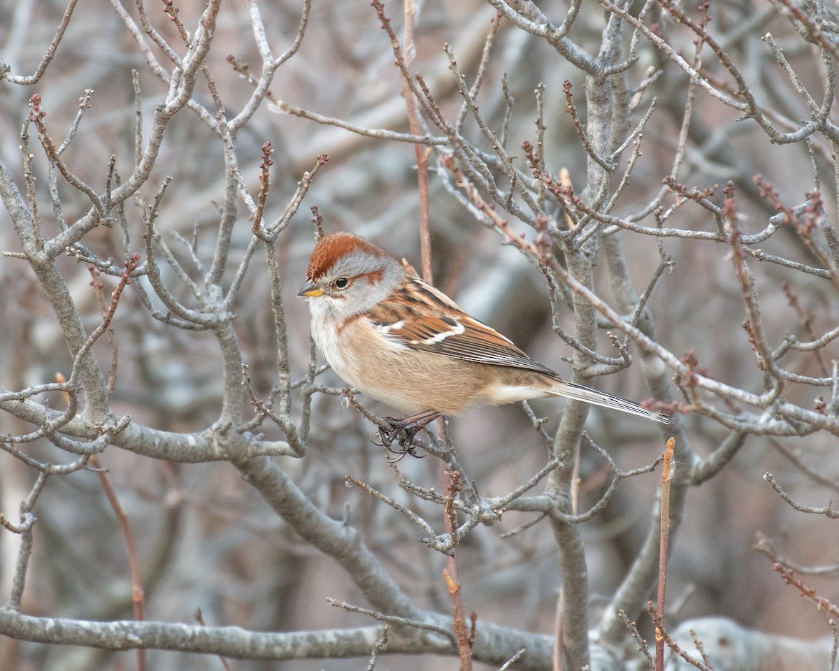 American Tree Sparrow - ML196809071