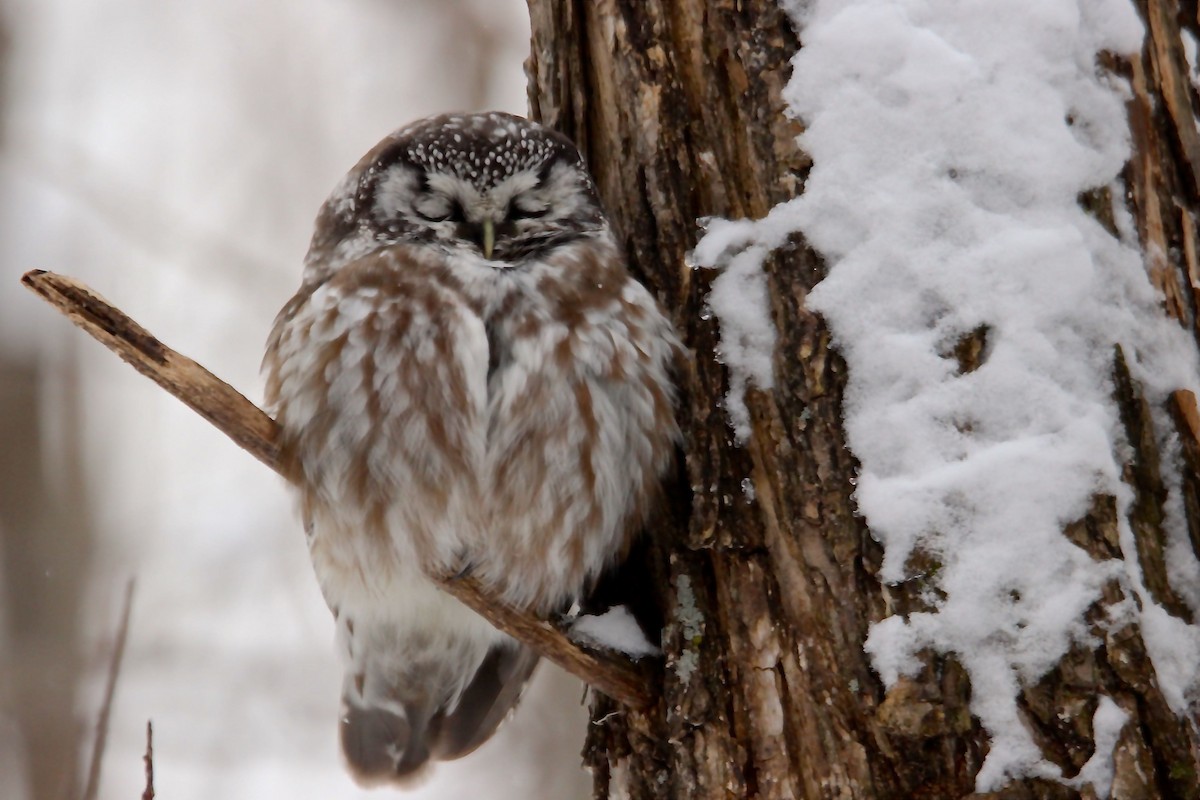 Boreal Owl - Jean Chateauvert