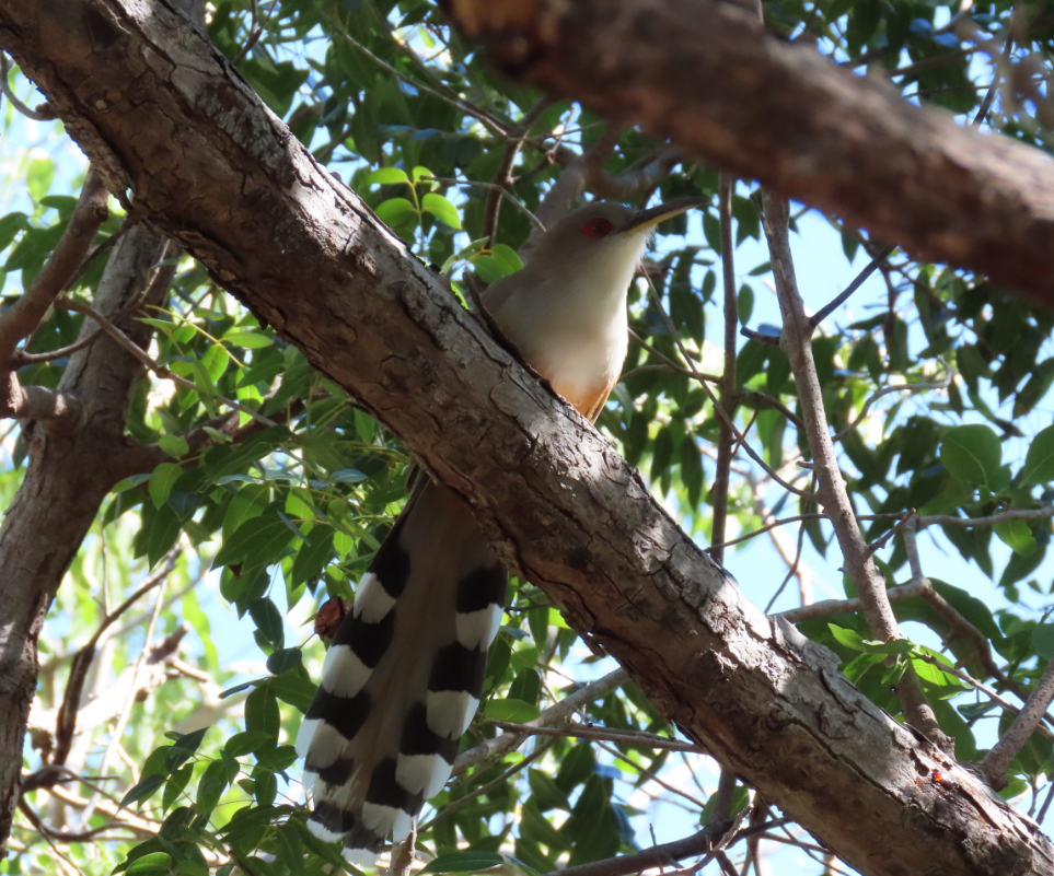 Puerto Rican Lizard-Cuckoo - ML196812061