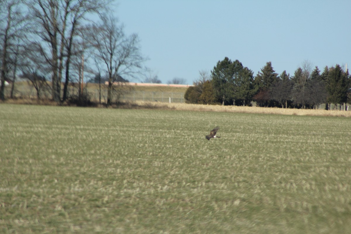 Northern Harrier - ML196814591