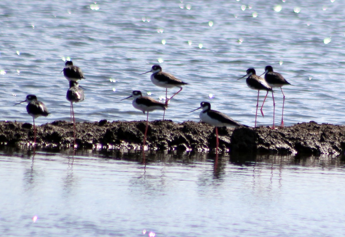 Black-necked Stilt - ML196817031