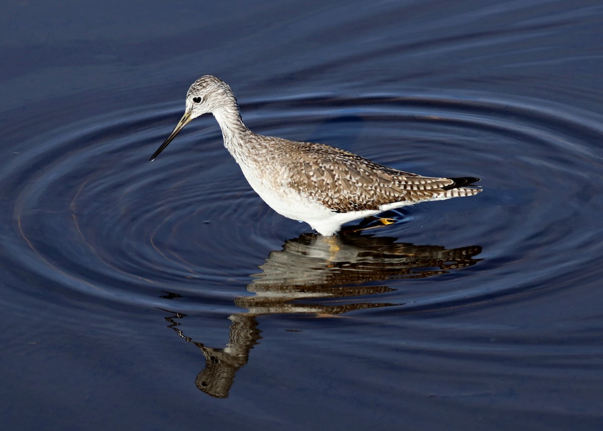 Greater Yellowlegs - ML196818641