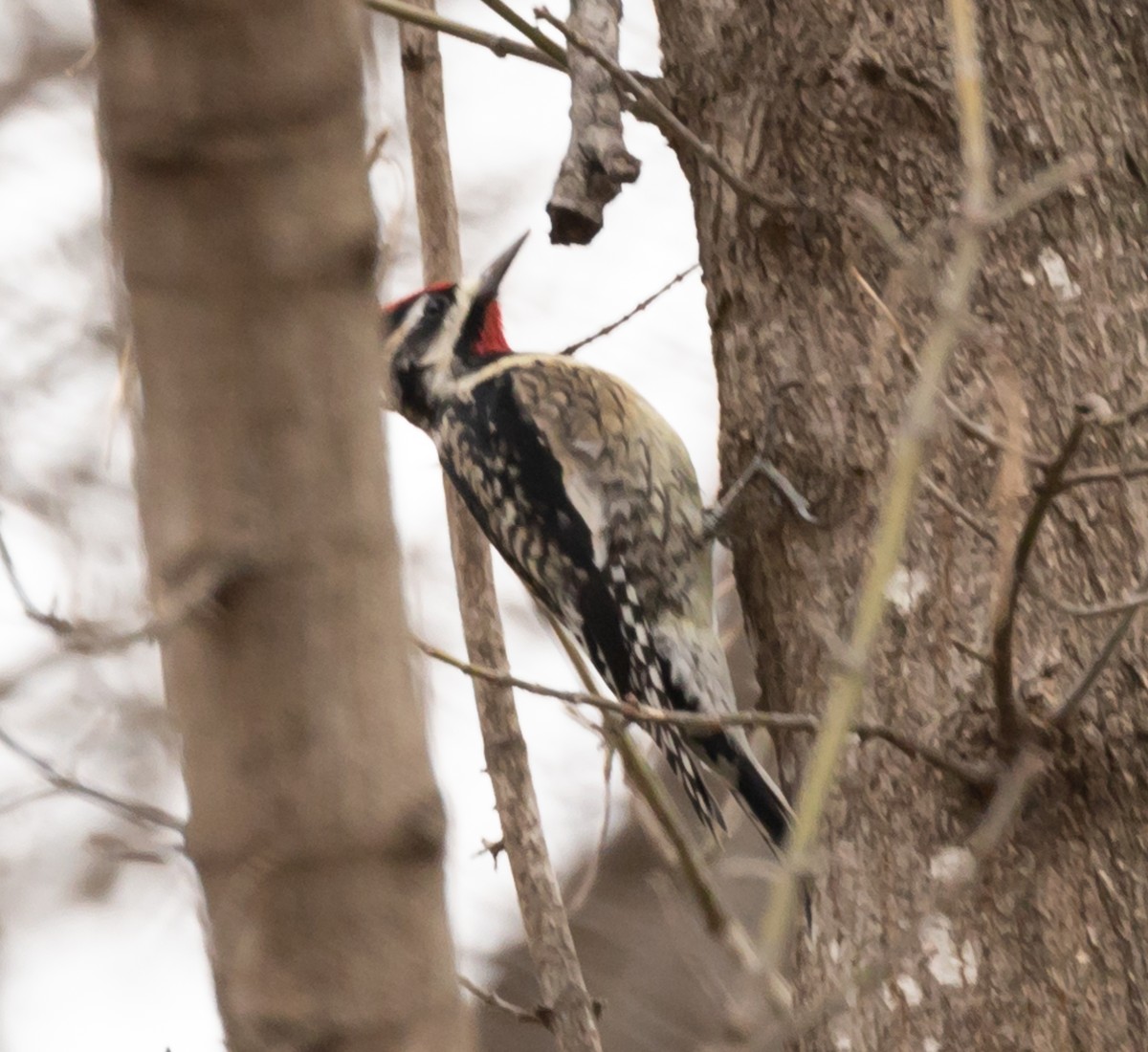 Yellow-bellied Sapsucker - ML196820031