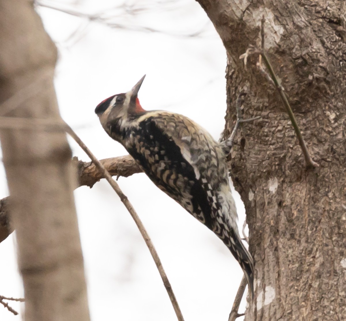 Yellow-bellied Sapsucker - ML196820041