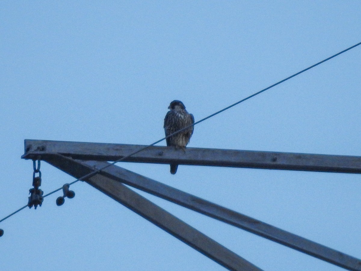 Peregrine Falcon - ML196820201