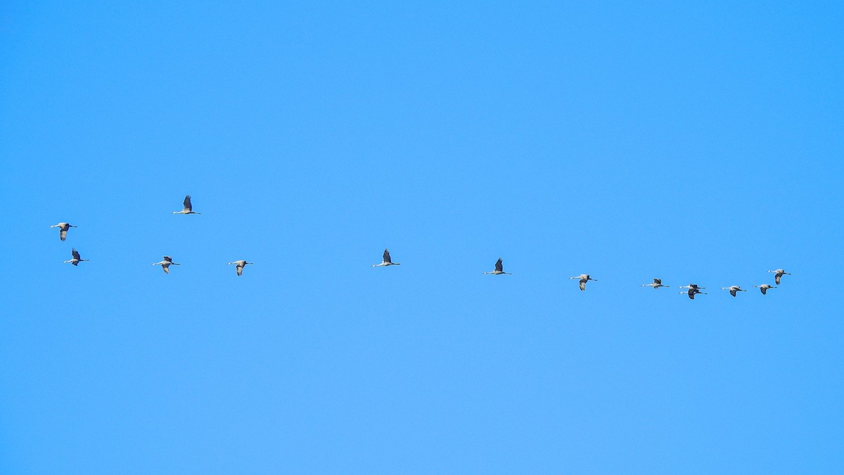 Sandhill Crane - ML196824211