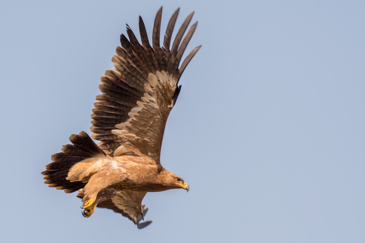 Steppe Eagle - ML196826261