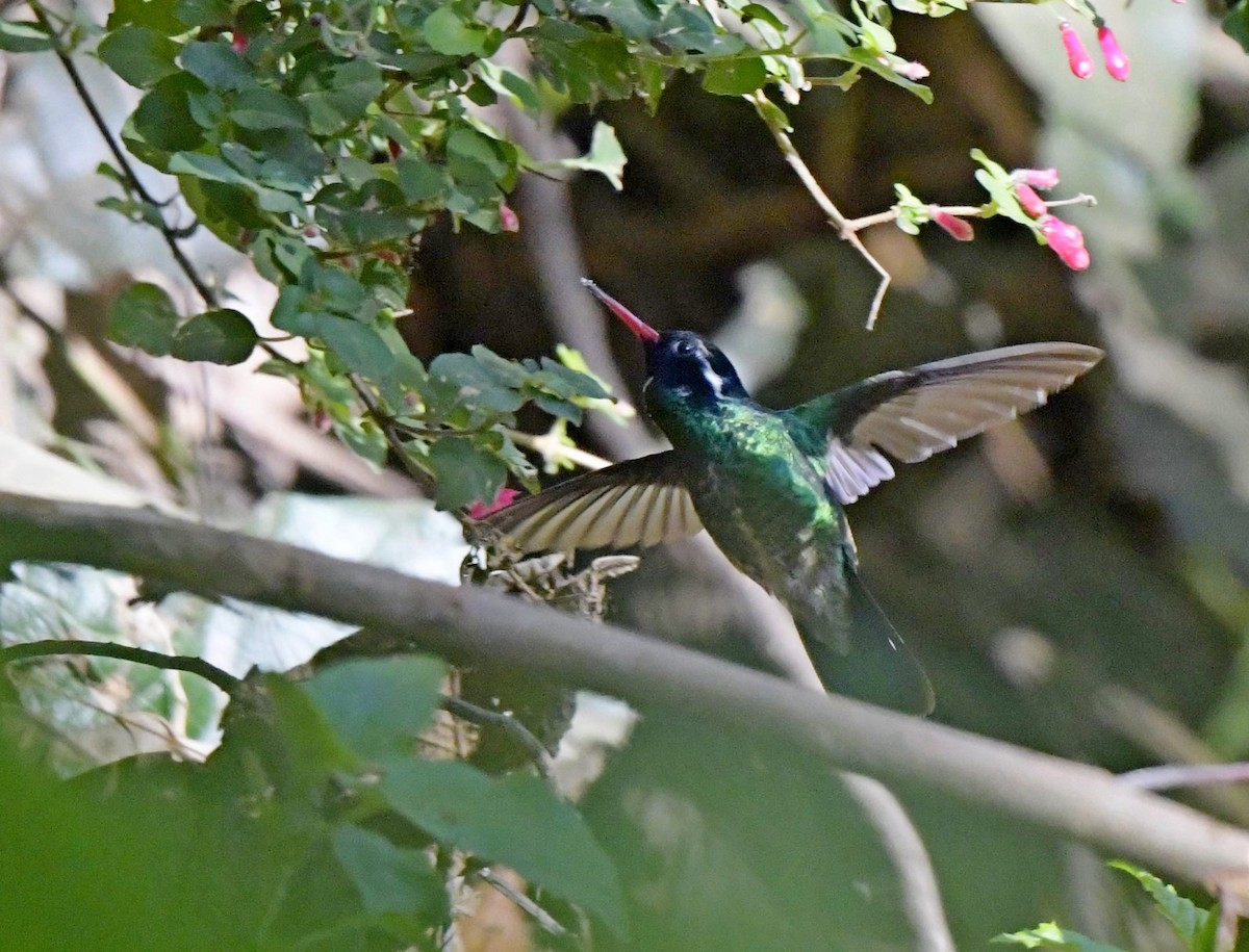 White-eared Hummingbird - ML196827111