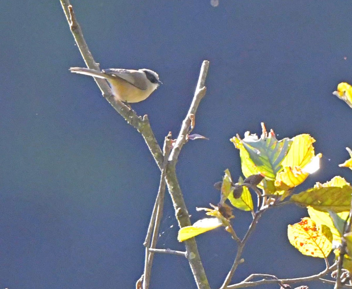 Bushtit (melanotis Group) - ML196827481