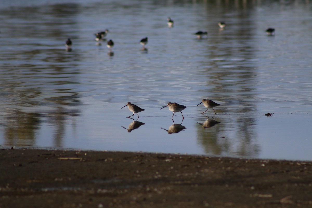 Long-billed Dowitcher - ML196828191