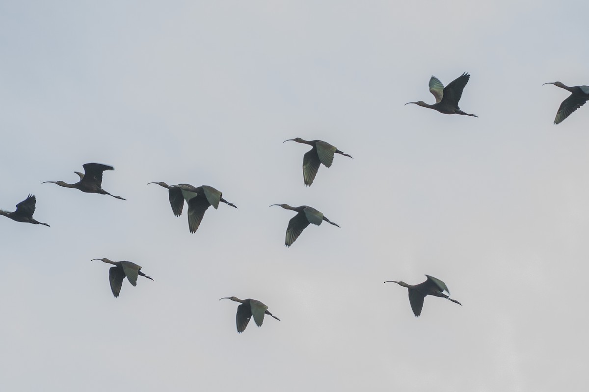 White-faced Ibis - ML196830101