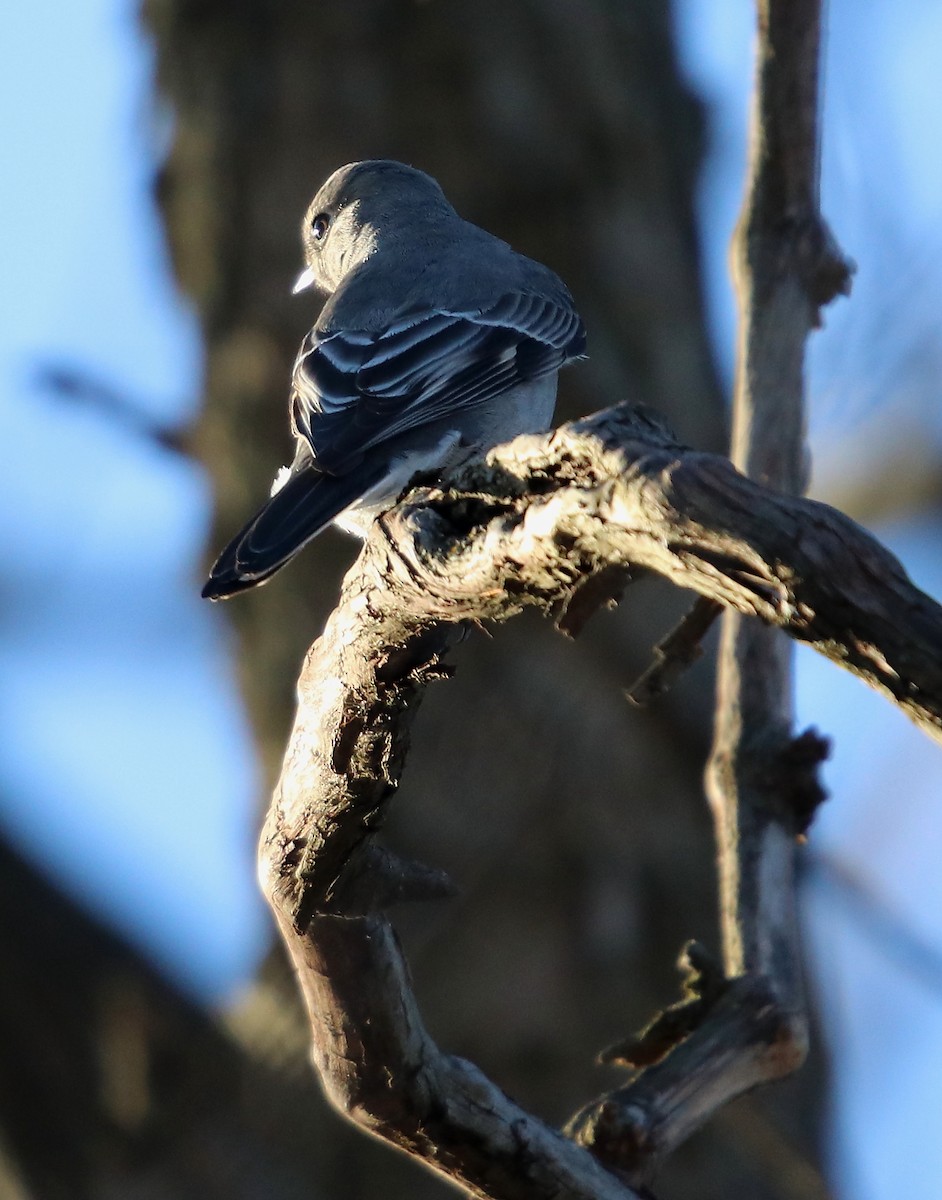 Townsend's Solitaire - ML196830561