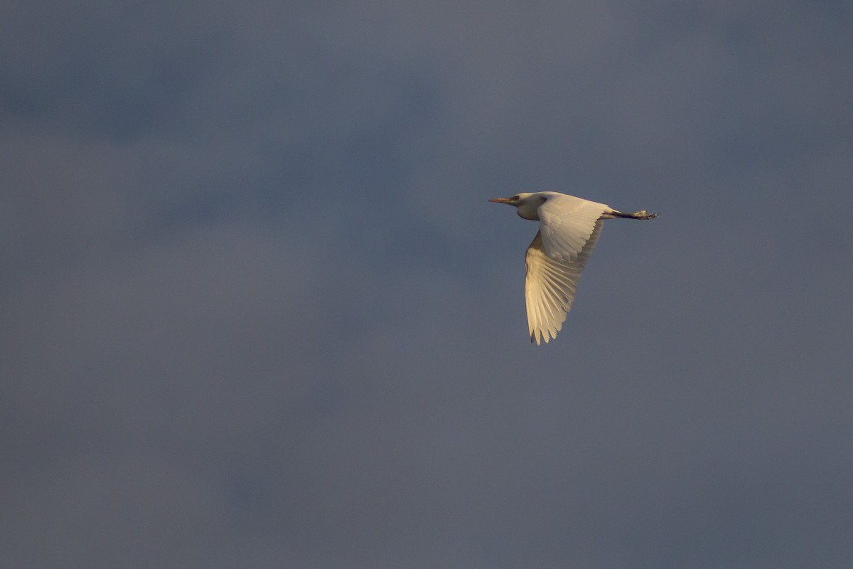 Western Cattle Egret - ML196831351