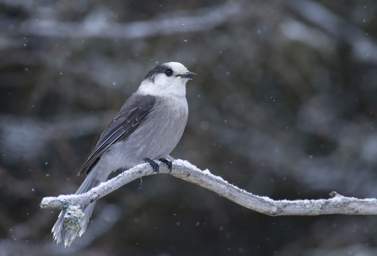 Canada Jay - ML196832811