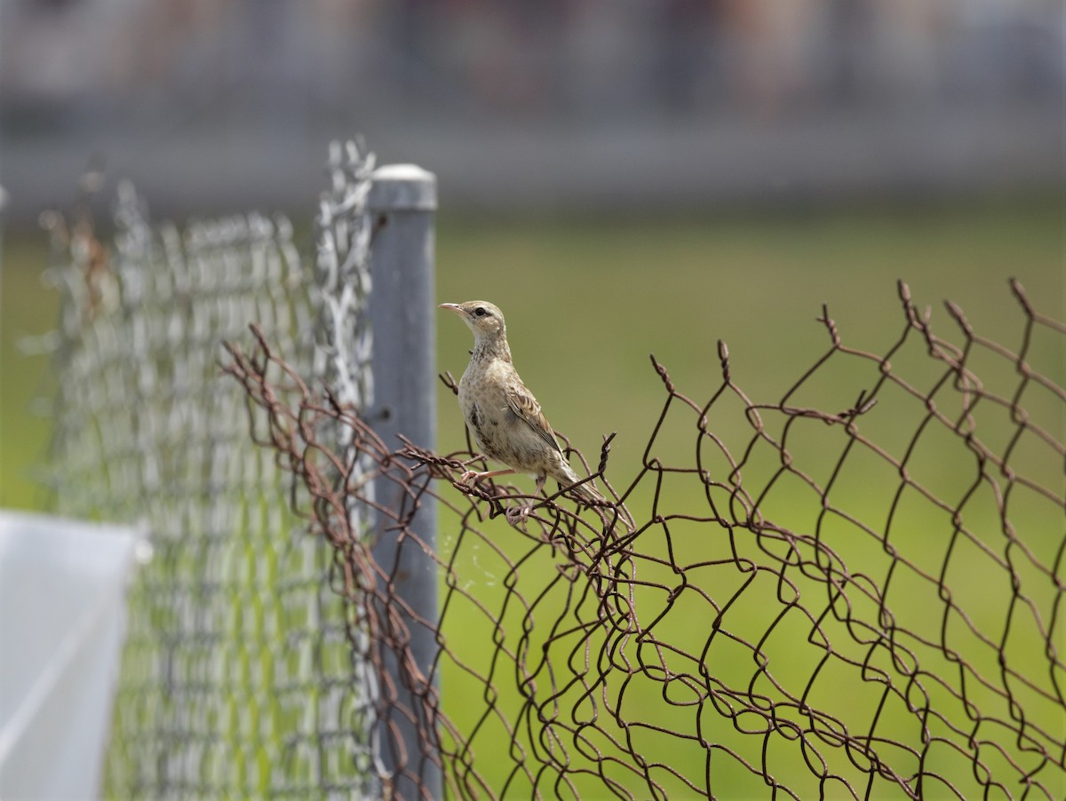 Brown Songlark - ML196832881
