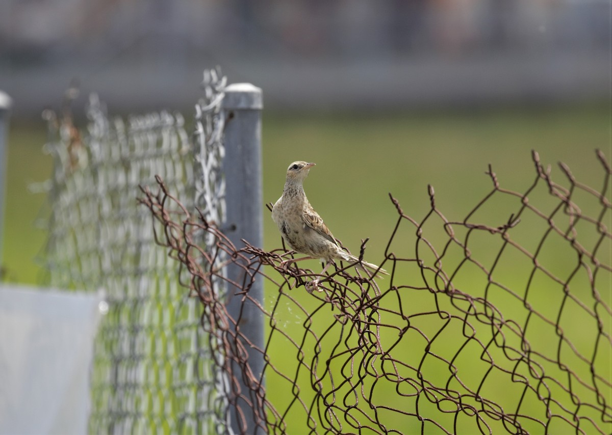 Brown Songlark - ML196832891