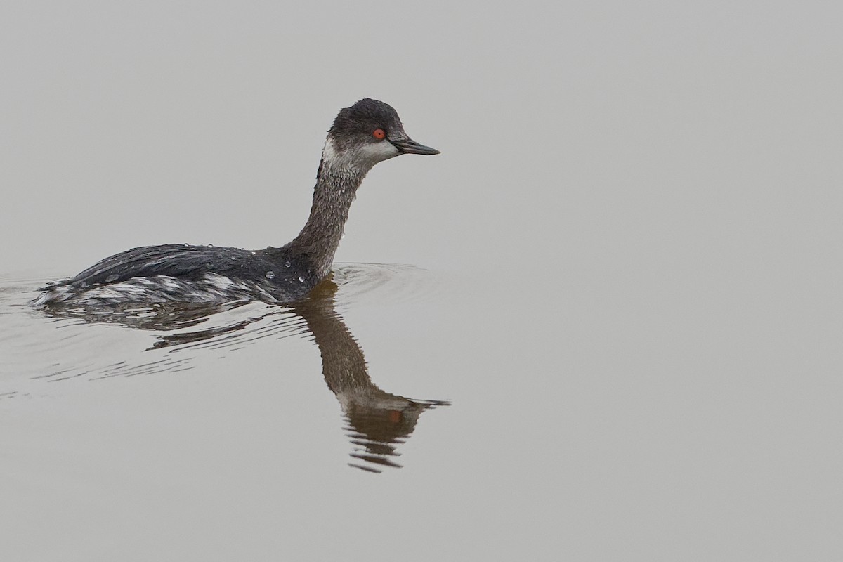 Eared Grebe - Vincent Wang