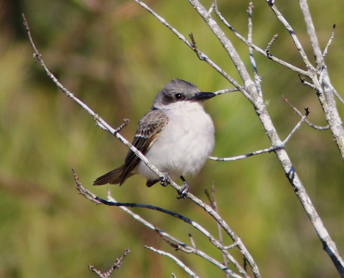 Gray Kingbird - ML196835401