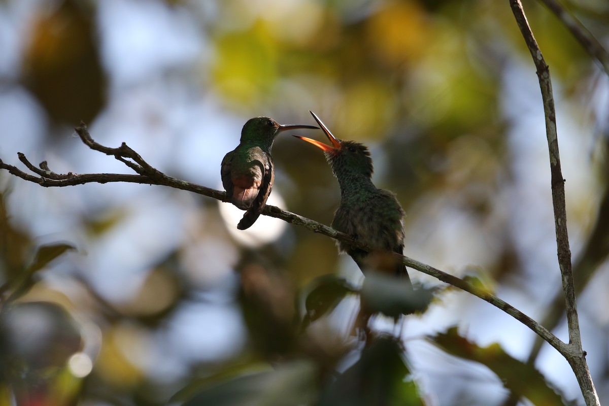 Rufous-tailed Hummingbird - ML196836961