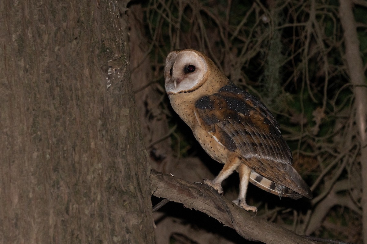 Barn Owl - ML196837051