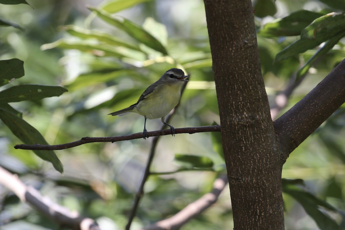 Vireo de Filadelfia - ML196838121