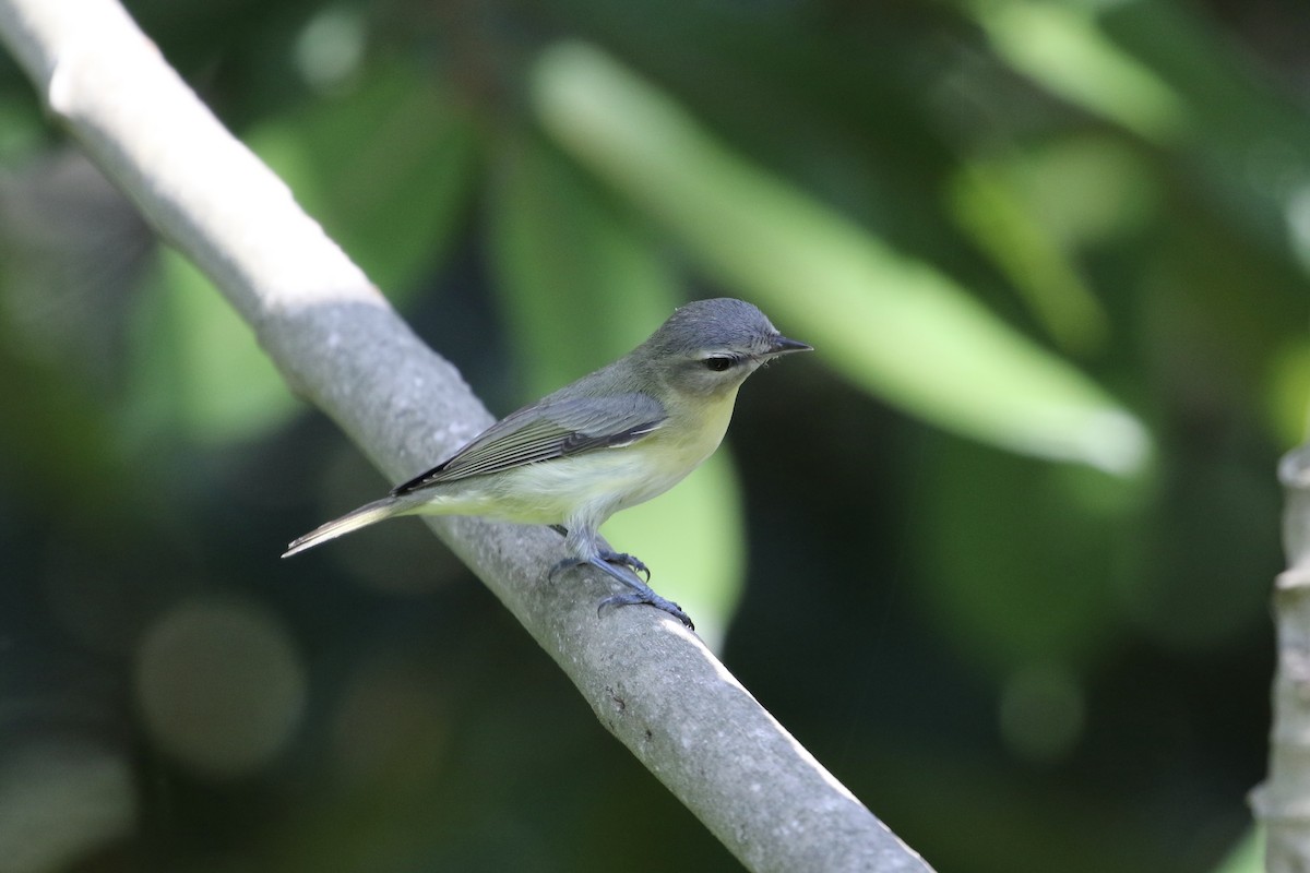 Philadelphia Vireo - ML196838411