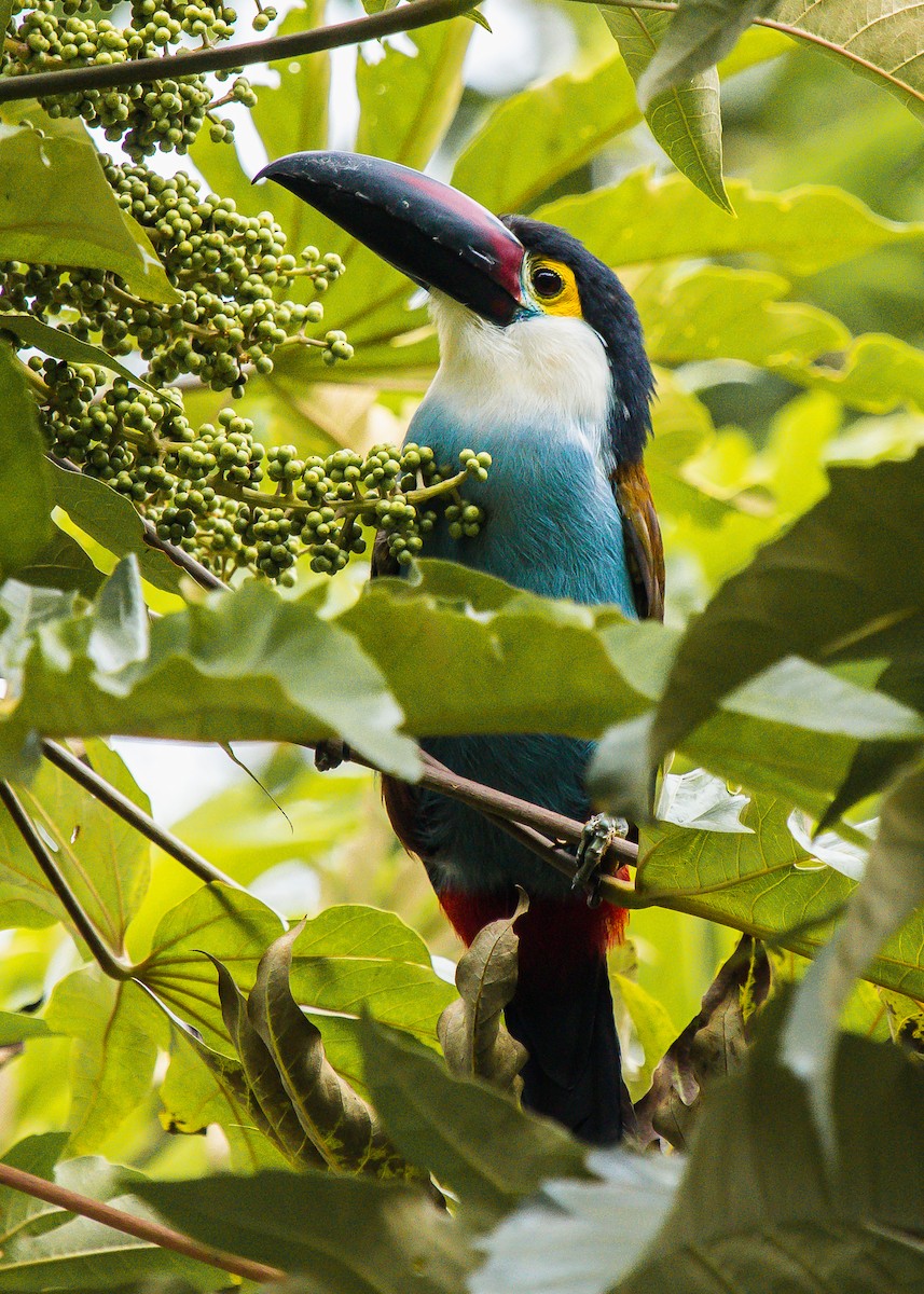 Black-billed Mountain-Toucan - ML196839031