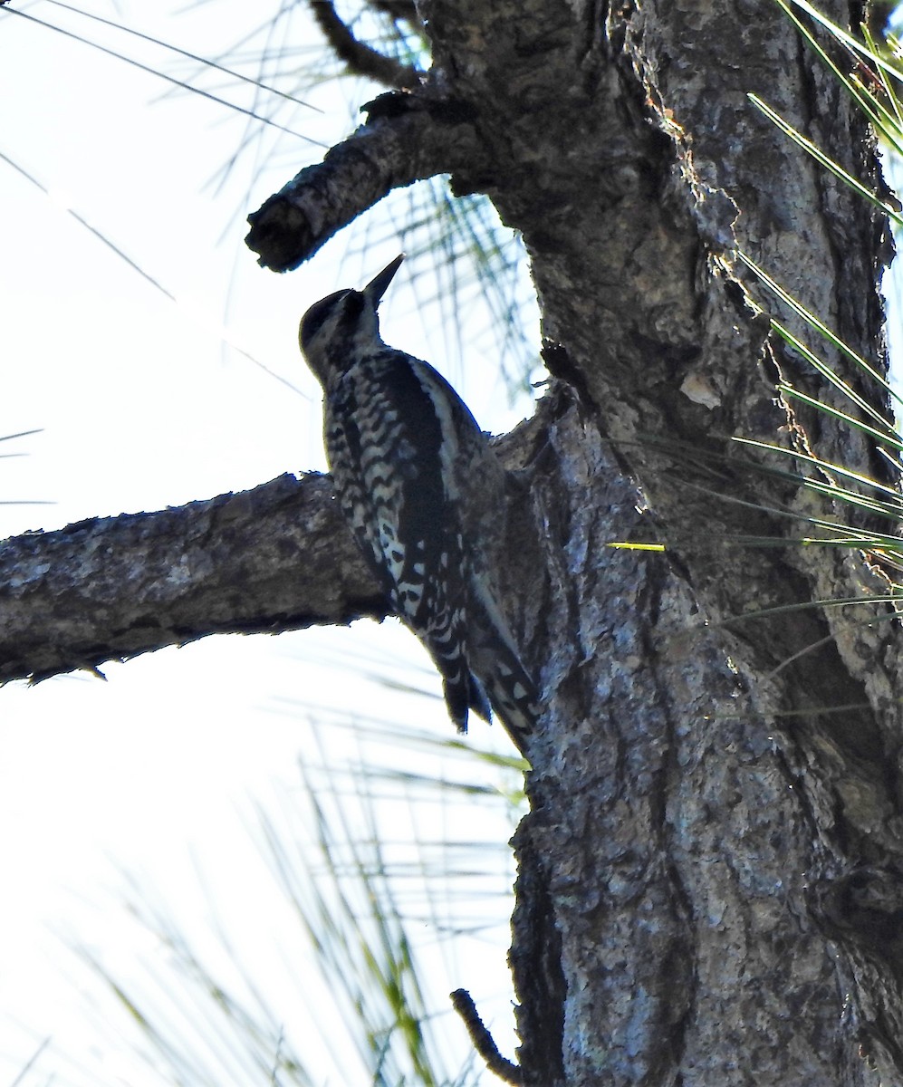 Yellow-bellied Sapsucker - ML196839811