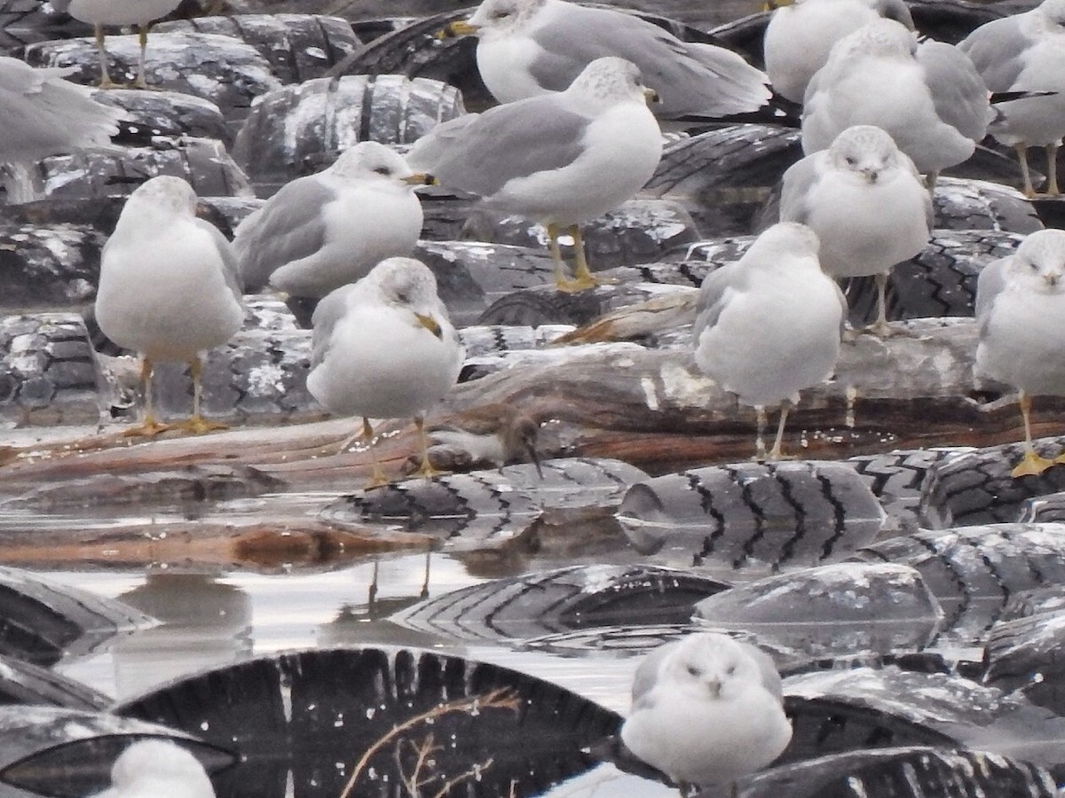 Dunlin - ML196841621