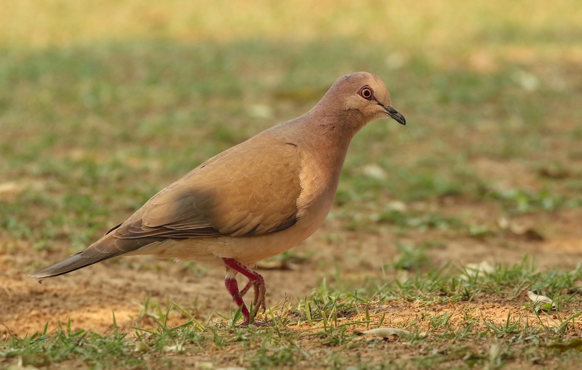 White-tipped Dove - ML196843561