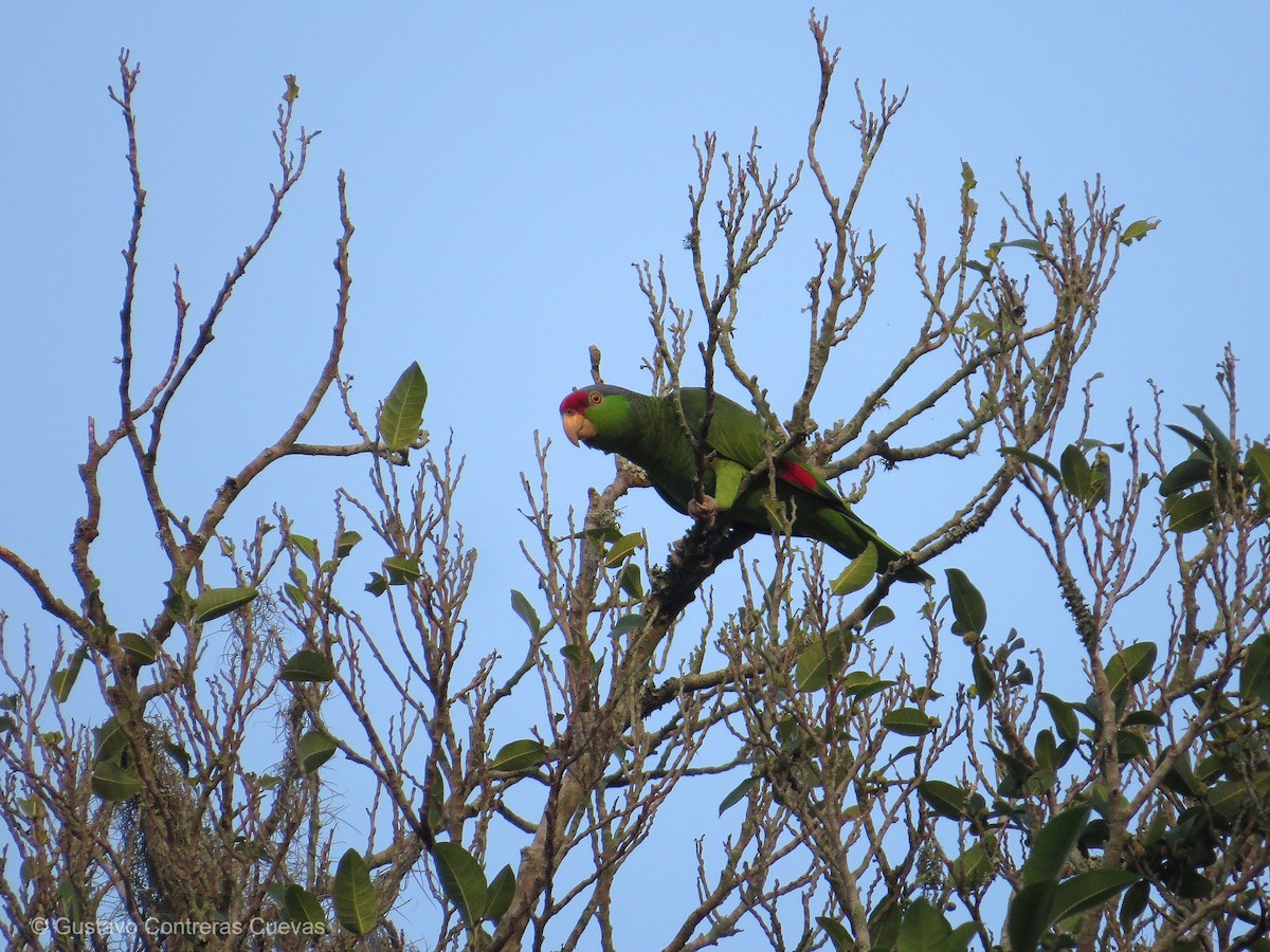 Amazona Tamaulipeca - ML196844911