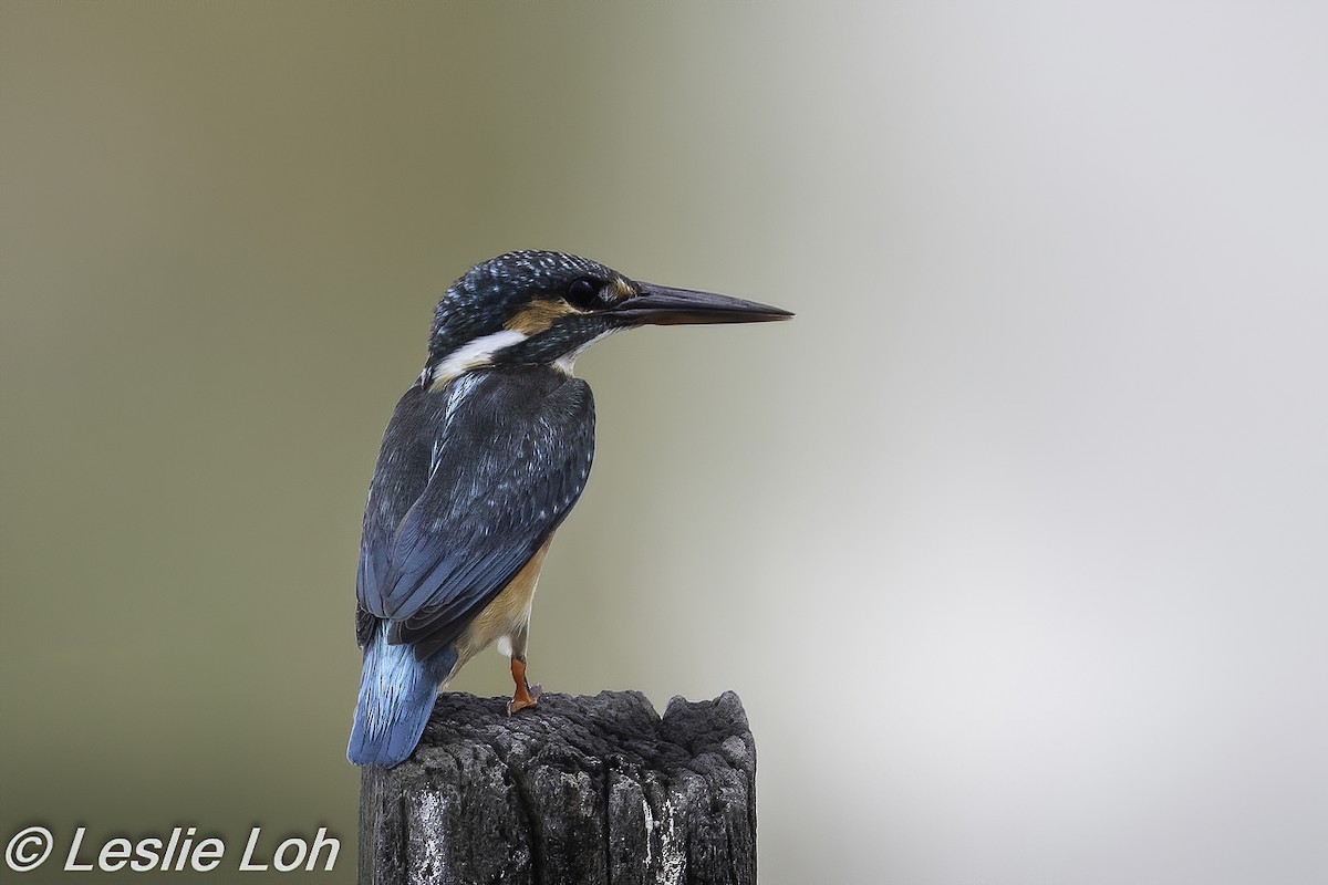 Common Kingfisher - ML196845501