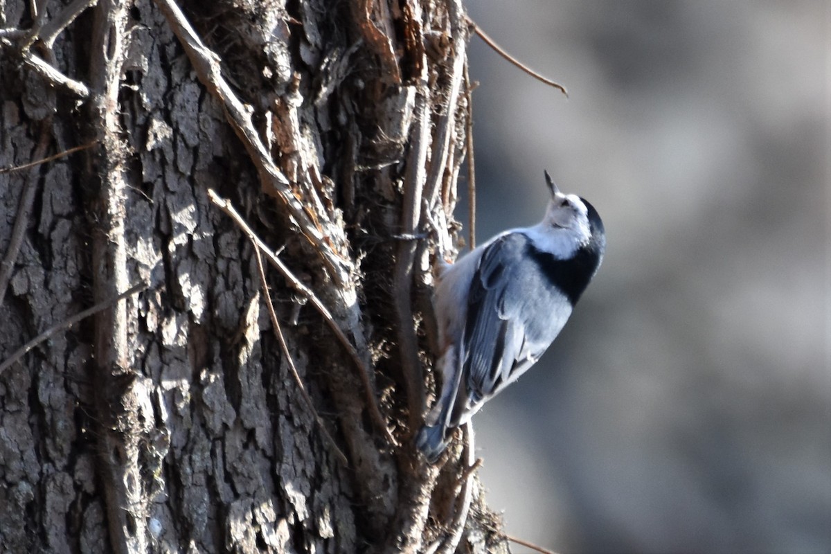 White-breasted Nuthatch - ML196846731